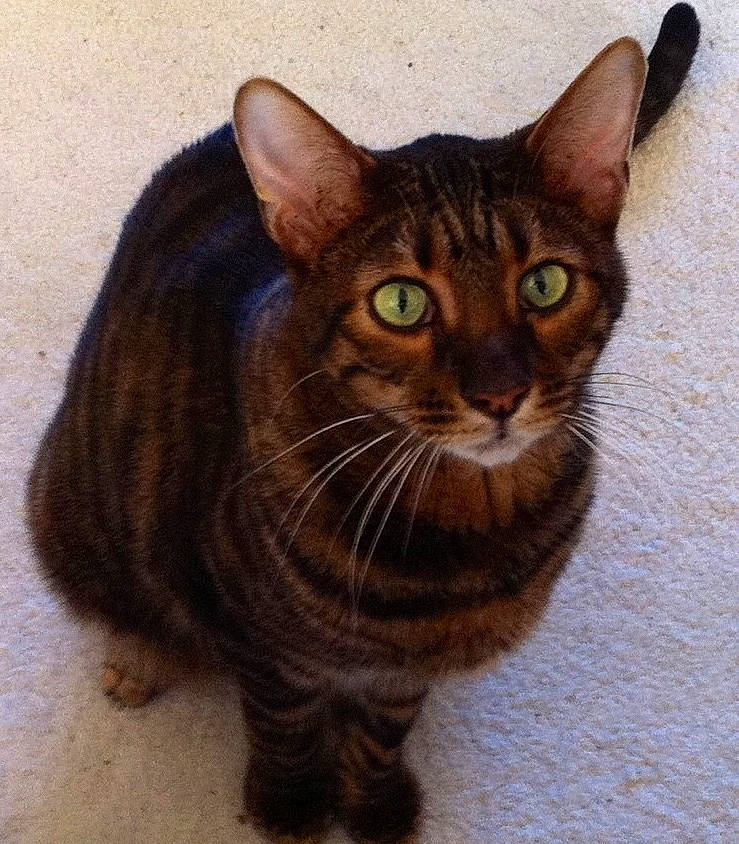 Nimbus is registered to the contest to win money with this photo: art, art_paint, bombay, carnivore, cat, domestic_short_haired_cat, felidae, fur, painting, small_to_medium_sized_cats, snout, terrestrial_animal, whiskers, window