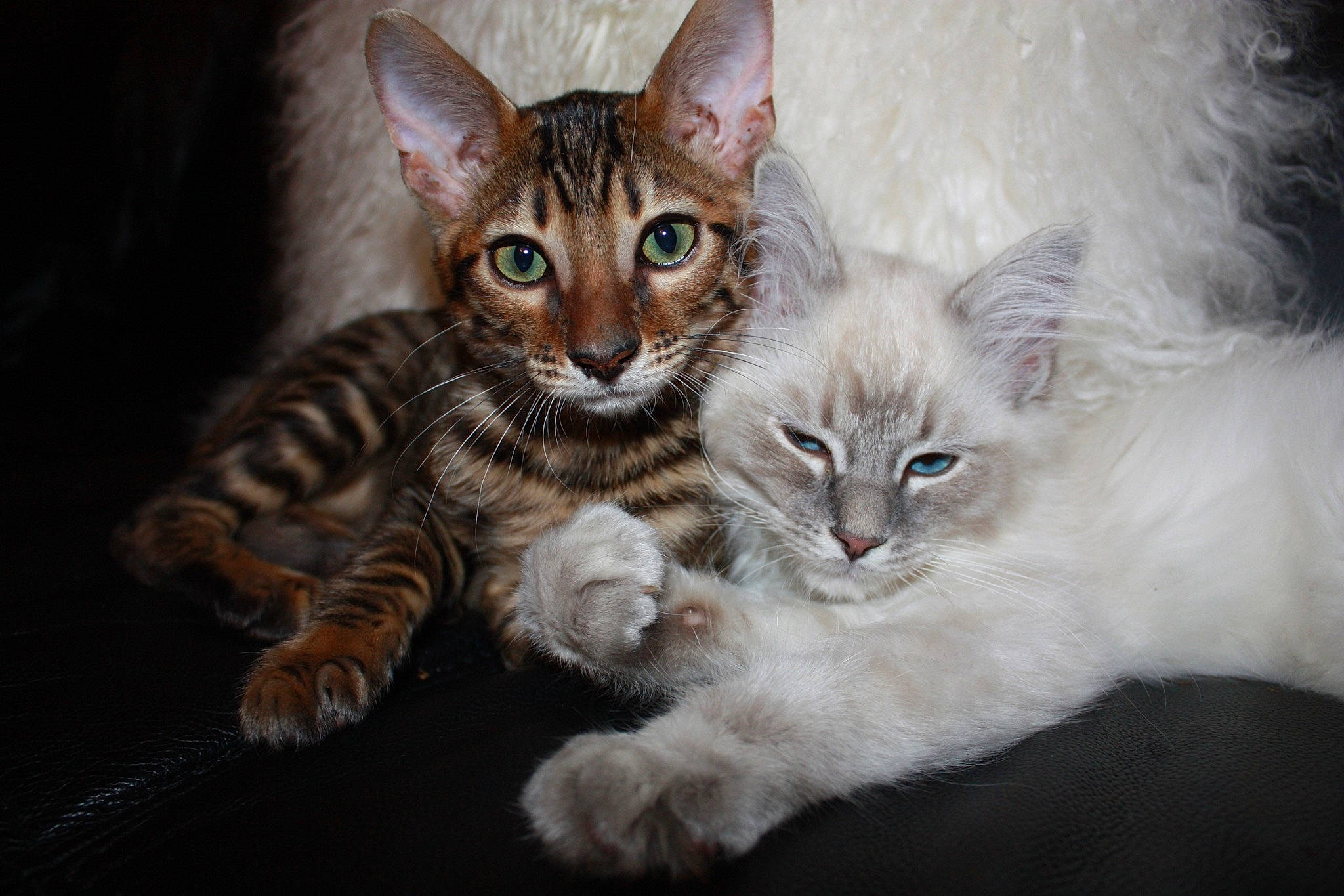 Nimbus joined the competition — help win amazing prizes! carnivore, cat, claw, comfort, domestic_short_haired_cat, fawn, felidae, fur, paw, small_to_medium_sized_cats, snout, tail, terrestrial_animal, whiskers, wildlife, window