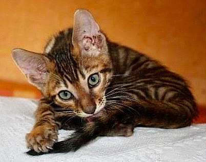 Nimbus joined the competition — help win amazing prizes! carnivore, cat, domestic_short_haired_cat, felidae, fur, paw, small_to_medium_sized_cats, snout, terrestrial_animal, whiskers, wildlife