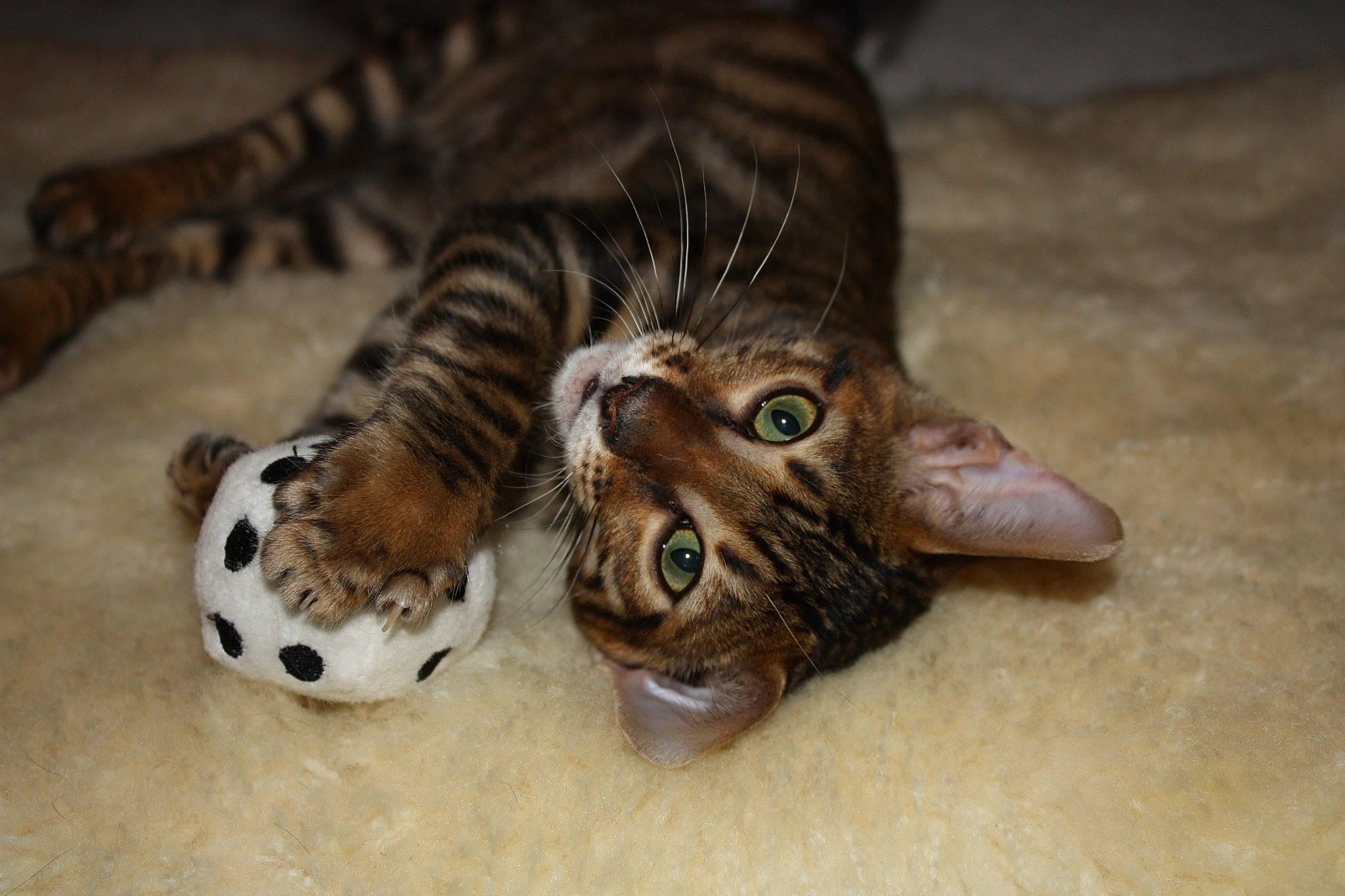 Nimbus is registered to the contest to win money with this photo: big_cats, carnivore, cat, claw, domestic_short_haired_cat, eye, fawn, felidae, foot, fur, organism, pattern, paw, small_to_medium_sized_cats, snout, tail, terrestrial_animal, whiskers, wildlife, wood