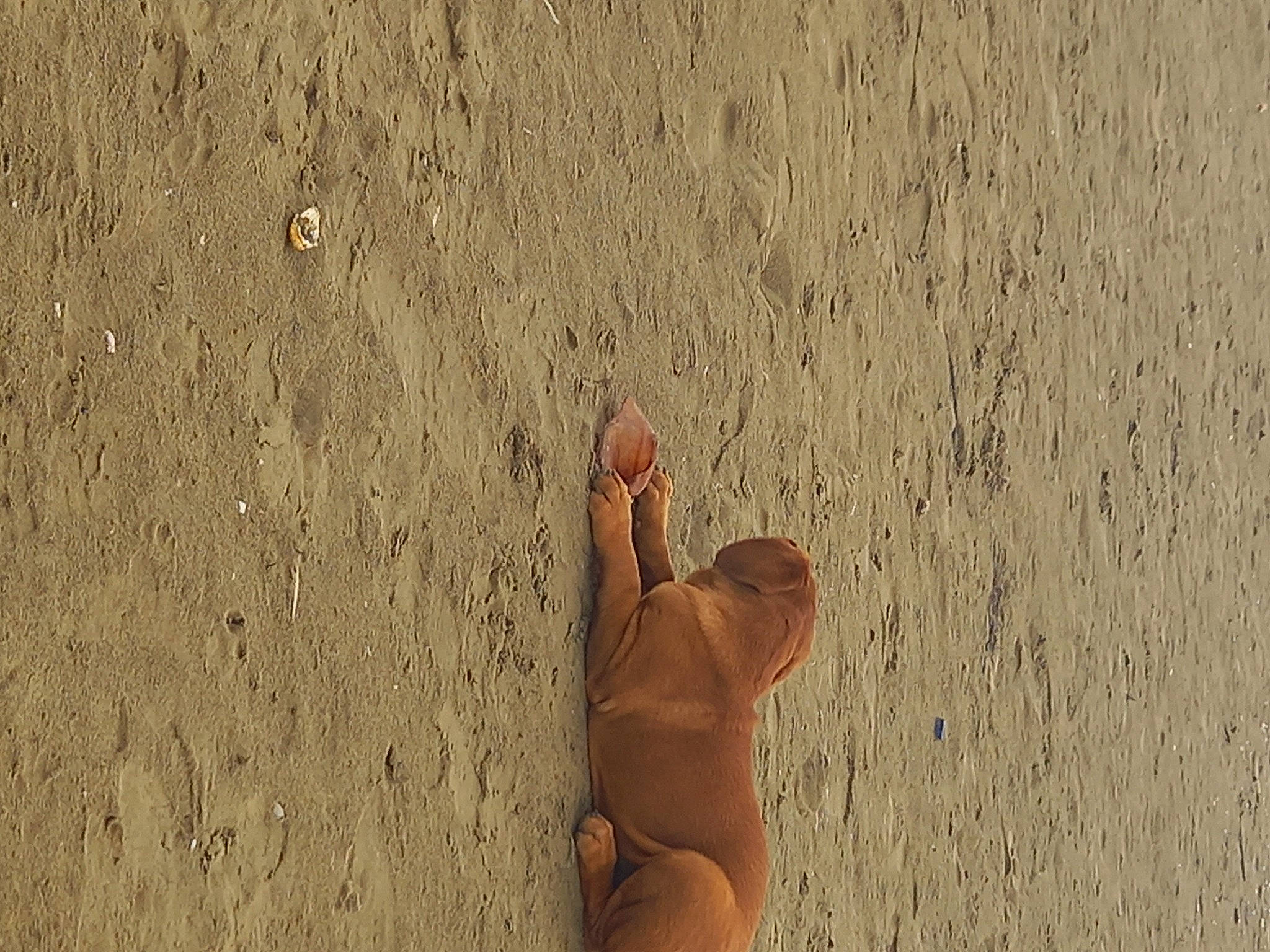 Ttaya a rejoint le concours — aidez-le/la à gagner de superbes lots ! art, barefoot, beach, calf, fawn, foot, footprint, fun, grass, human_body, human_leg, knee, landscape, leisure, people_in_nature, sand, soil, thigh, toe, wood