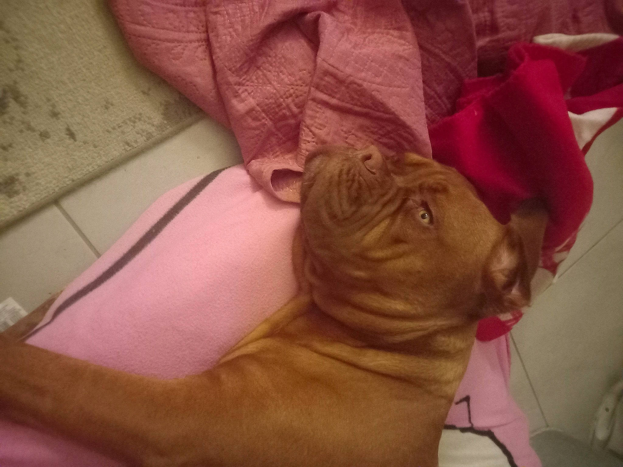 Ttaya a rejoint le concours — aidez-le/la à gagner de superbes lots ! bulldog, canidae, carmine, carnivore, comfort, companion_dog, dog, dog_breed, fawn, human_leg, liver, magenta, petal, snout, sporting_group, terrestrial_animal, toy_dog, whiskers, working_animal, wrinkle