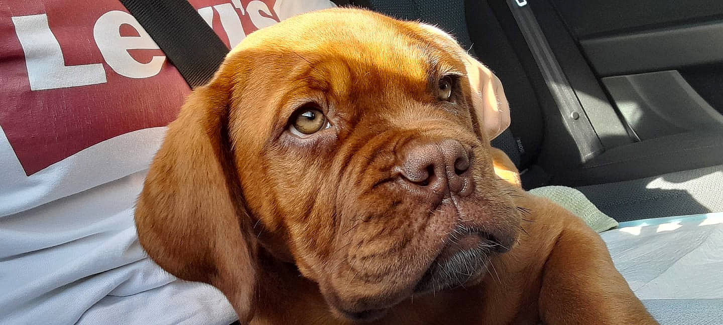 Ttaya participe au concours pour gagner de l'argent avec cette photo : ancient_dog_breeds, carnivore, collar, companion_dog, dog, dog_breed, dog_collar, fawn, fur, giant_dog_breed, hunting_dog, liver, molosser, non_sporting_group, snout, sporting_group, whiskers, working_animal, working_dog, wrinkle