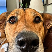 Luna is registered to the contest to win money with this photo: dog, close_up, nose, indoor, lamp, brown, black, fur, pet, animal, portrait, whiskers, collar, ears, eyes, living_room, couch, home, furniture, decor