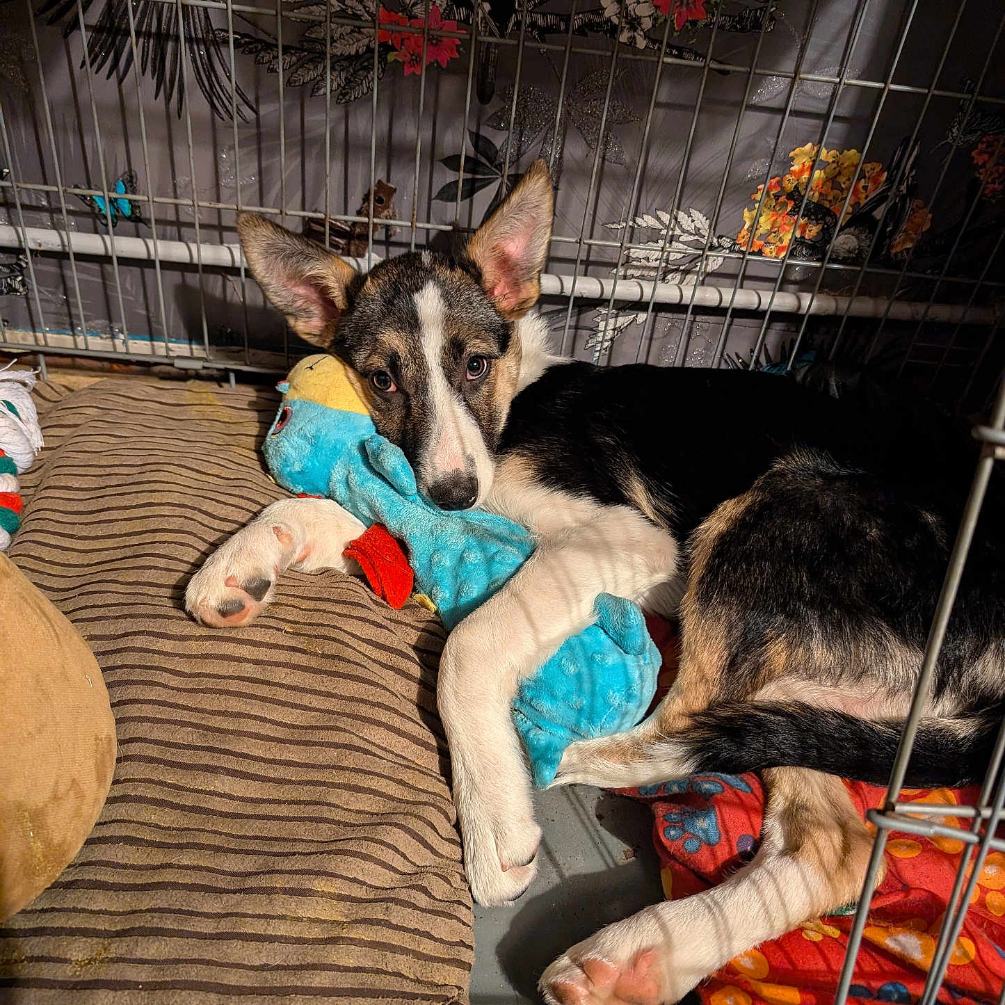 Hope joined the competition — help win amazing prizes! animal, architecture, bird, building, canine, crib, den, dog, doghouse, furniture, germanshepherd, hound, husky, indoors, infantbed, kennel, outdoors, pet, puppy, terrier