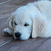 Bún joined the competition — help win amazing prizes! adorable, animal, canine, close_up, cute, dog, ears, floor, fluffy, fur, indoor, laying_down, nose, paw, pet, puppy, resting, sleeping, white_fur, young_dog