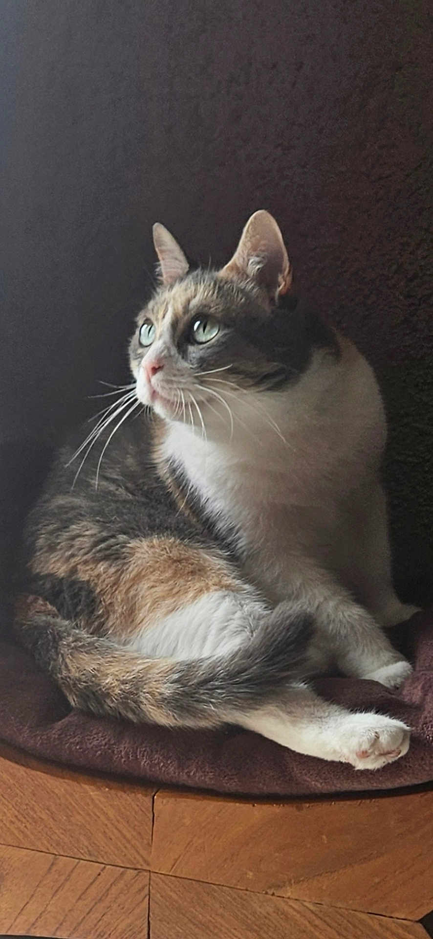 Chouchou participe au concours pour gagner de l'argent avec cette photo : cat, feline, pet, green_eyes, whiskers, fur, resting, cushion, wooden_surface, indoor, side_view, calm, domestic_animal, closeup, animal_portrait, relaxed, soft_light, seated, looking_away, cozy