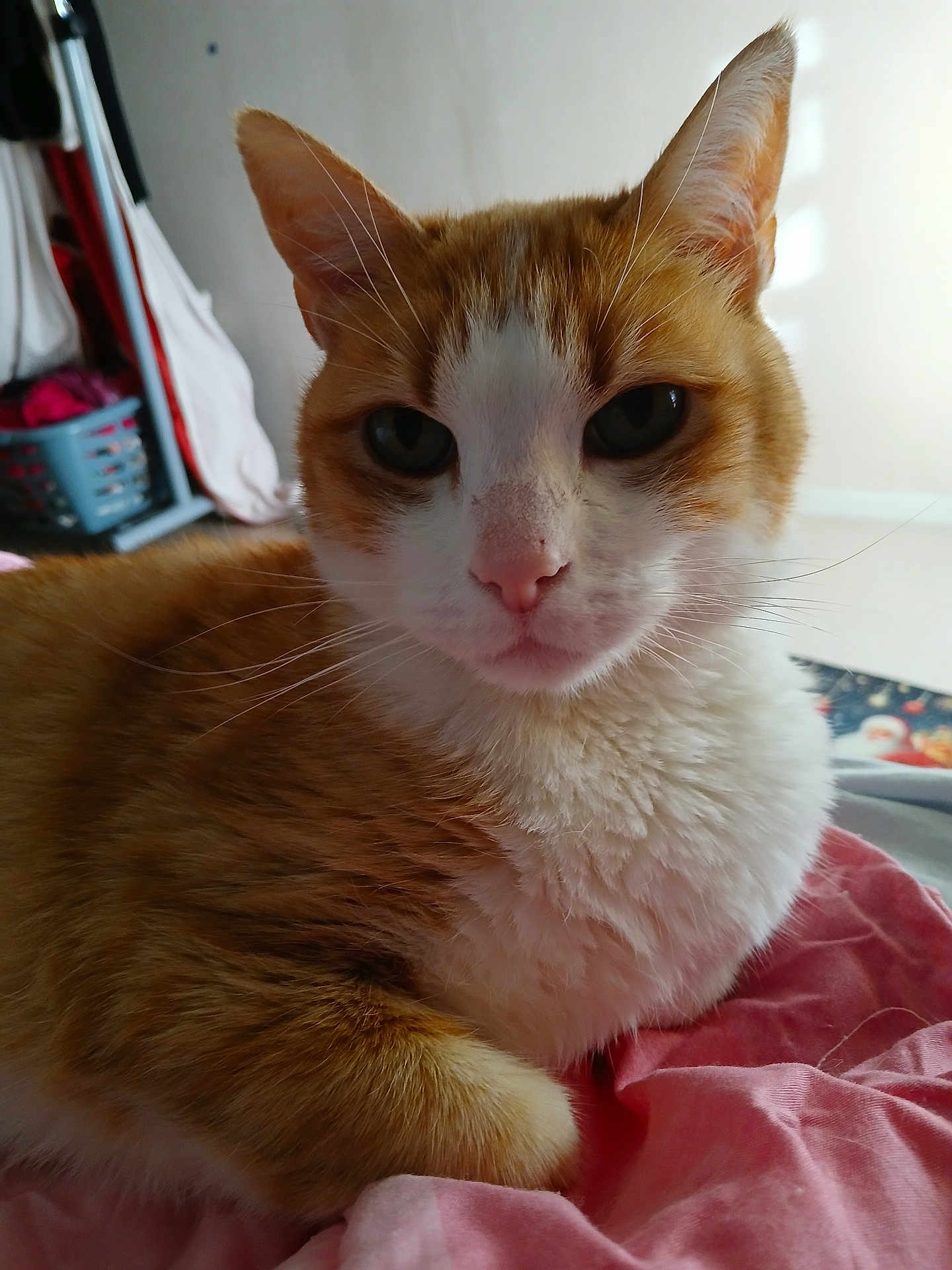 Youpi a rejoint le concours — aidez-le/la à gagner de superbes lots ! cat, ginger_cat, white_fur, close_up, indoor, pet, feline, whiskers, pink_blanket, fur, animal, cute, relaxed, laying_down, portrait, household, laundry_basket, soft_light, curious, domestic