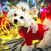 Luna a rejoint le concours — aidez-le/la à gagner de superbes lots ! celebration, christmas_tree, cute_pet, decorations, dog, festive_mood, festive_outfit, festive_scene, fluffy, glowing_lights, holiday, holiday_lights, indoor, ornaments, pearl_decorations, pet_portrait, pink_ribbons, red_clothing, small_dog, white_dog