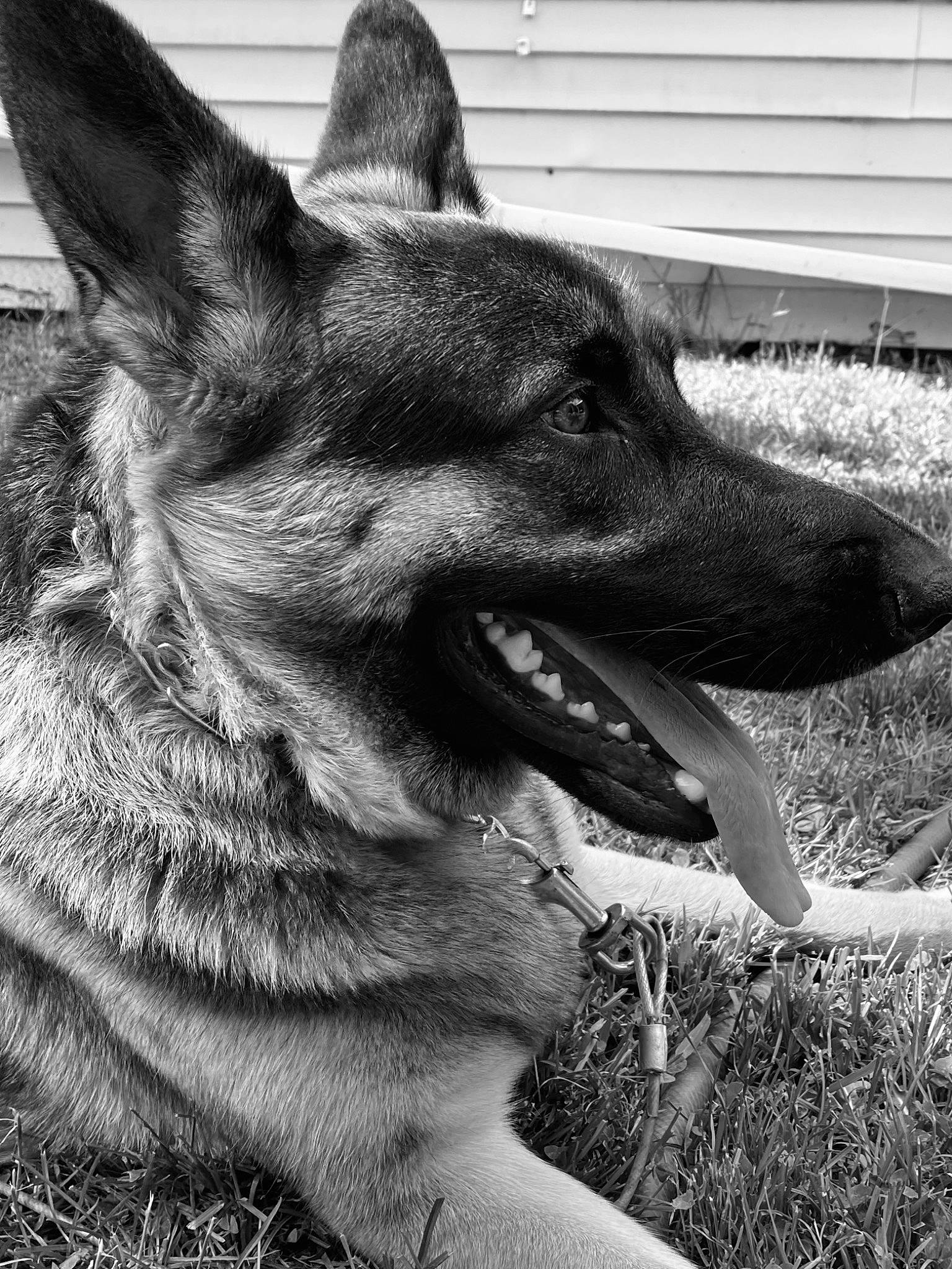 Amara joined the competition — help win amazing prizes! canidae, carnivore, companion_dog, dog, dog_breed, eye, fang, german_shepherd_dog, grass, herding_dog, jaw, monochrome, monochrome_photography, plant, snout, sporting_group, style, terrestrial_animal, whiskers, working_animal