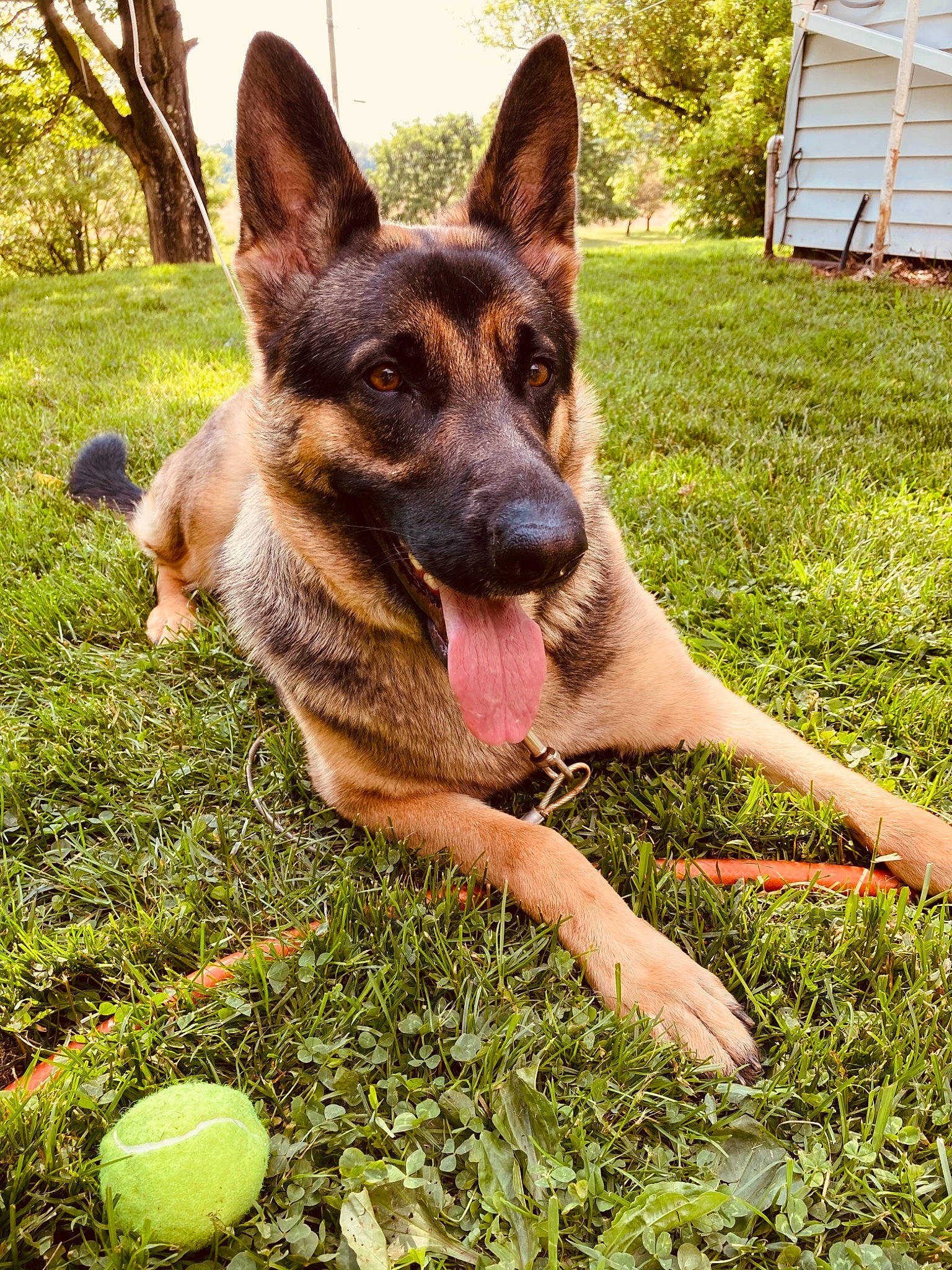 Amara is registered to the contest to win money with this photo: ball, canidae, carnivore, citrus, dog, dog_breed, east_european_shepherd, fawn, german_shepherd_dog, grass, herbaceous_plant, herding_dog, plant, snout, sporting_group, tennis_ball, tree, working_animal, working_dog
