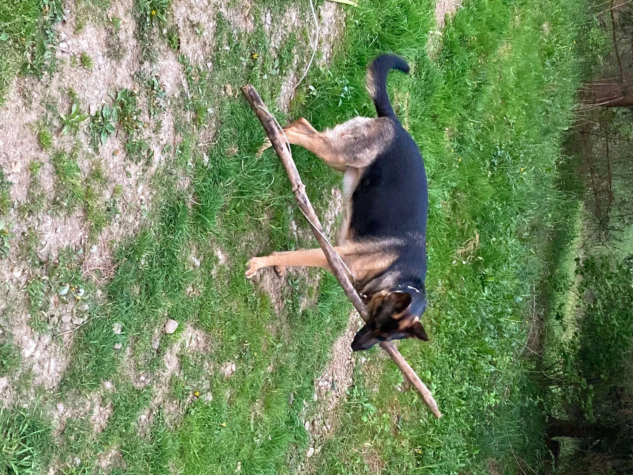 Amara is registered to the contest to win money with this photo: carnivore, companion_dog, dog, dog_breed, fawn, grass, grass_family, grassland, groundcover, leash, nature, pet_supply, plant, sporting_group, tail, terrestrial_animal, tree, wildlife, wood, working_animal