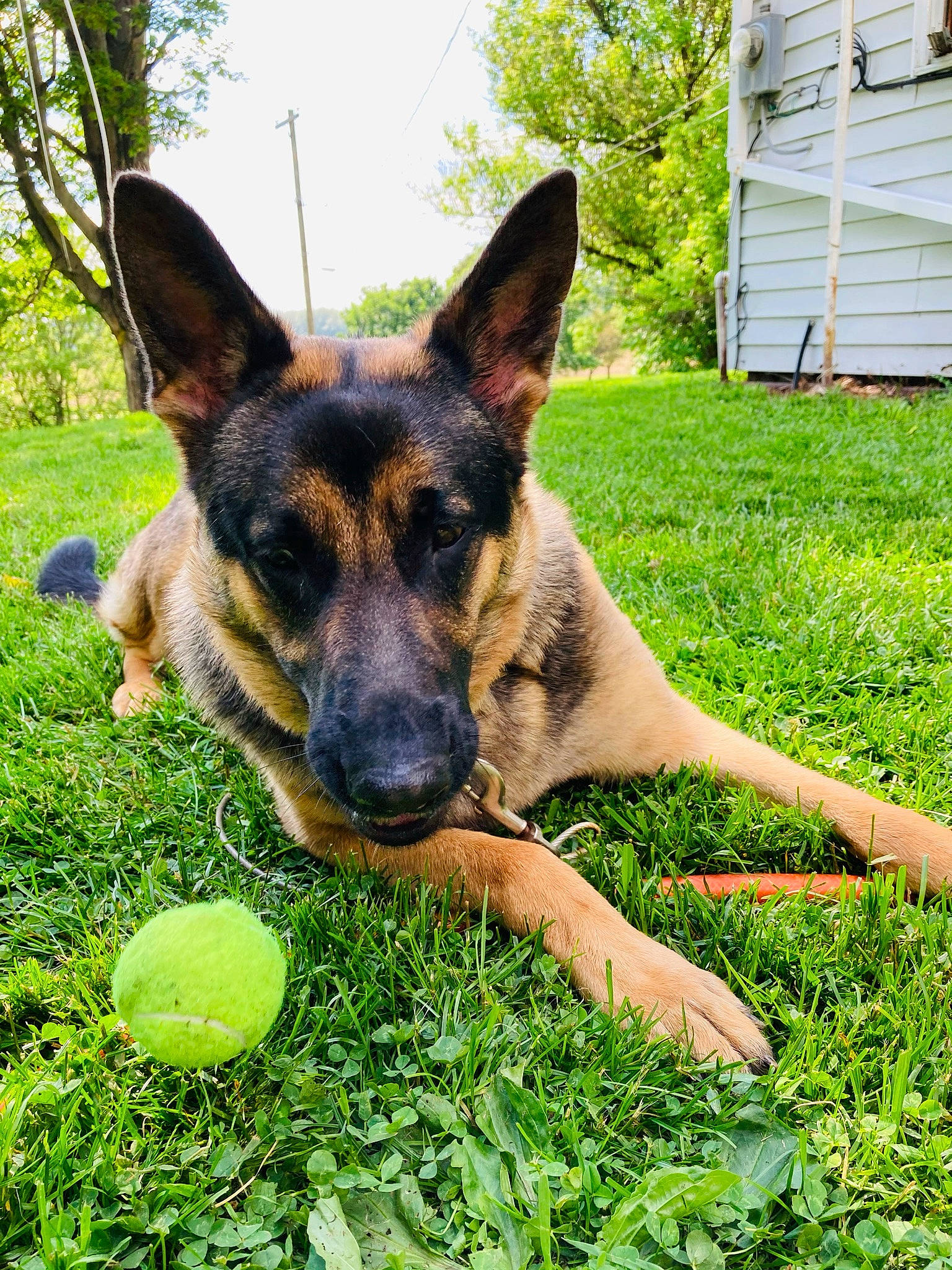 Amara is registered to the contest to win money with this photo: ball, carnivore, citrus, dog, dog_breed, east_european_shepherd, german_shepherd_dog, grass, green, groundcover, herbaceous_plant, herding_dog, lemon, old_german_shepherd_dog, plant, sharing, sky, snout, tennis_ball, tree