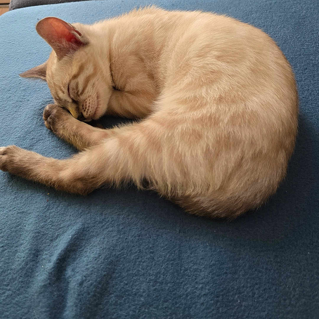 Arthur participe au concours pour gagner de l'argent avec cette photo : animal, blanket, cat, couch, cozy, cream_colored, curled_up, domestic_animal, feline, fur, furniture, indoor, nap, pet, quiet, relaxed, resting, sleeping, soft, window_light