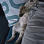 Arthur a rejoint le concours — aidez-le/la à gagner de superbes lots ! animal, blanket, cat, comfort, couch, cozy, cute, ears, feline, fur, home, indoor, legs, pet, pillow, relaxed, resting, sleeping, soft, whiskers