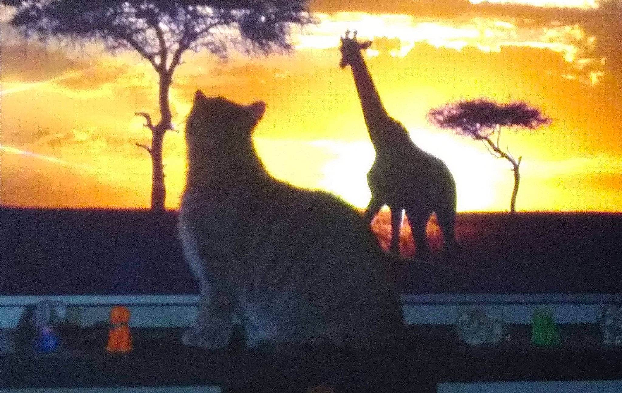 Sampson is registered to the contest to win money with this photo: adaptation, carnivore, cat, cloud, dusk, fawn, felidae, gesture, giraffe, giraffidae, grass, happy, mammal, organism, plant, sky, sunset, terrestrial_animal, tree, vertebrate