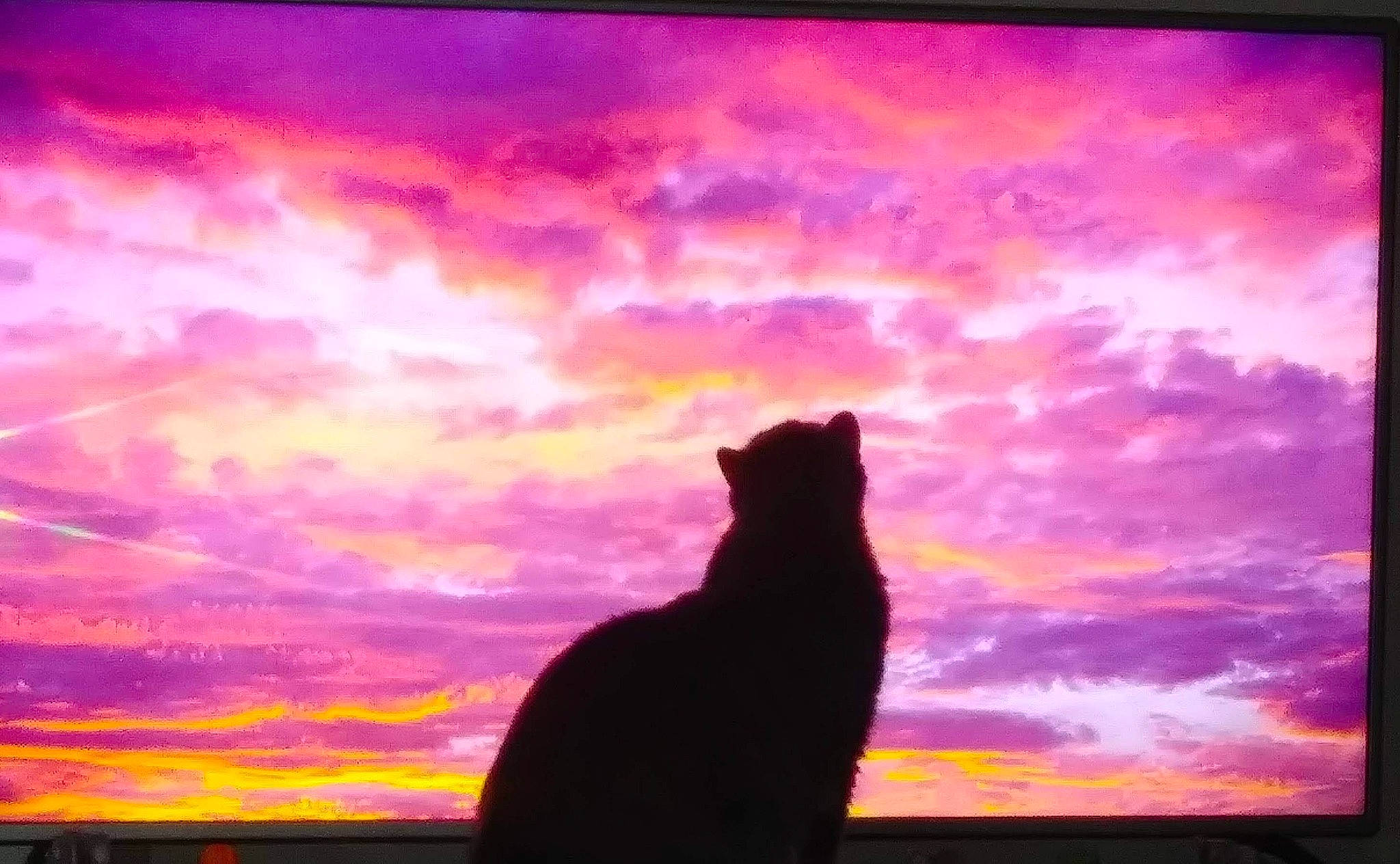 Sampson joined the competition — help win amazing prizes! afterglow, atmosphere, carnivore, cat, cloud, cumulus, dusk, felidae, horizon, landscape, magenta, orange, rectangle, red_sky_at_morning, sky, small_to_medium_sized_cats, sunrise, sunset, tints_and_shades, window