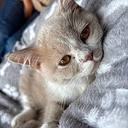 Brume participe au concours pour gagner de l'argent avec cette photo : amber_eyes, bed, blanket, blue_eyes, cat, close_up, cozy, cream_fur, cute, ears, feline, gray_fur, indoor, kitten, paws, pet, portrait, sleepy, soft_lighting, whiskers
