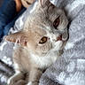 amber_eyes, bed, blanket, blue_eyes, cat, close_up, cozy, cream_fur, cute, ears, feline, gray_fur, indoor, kitten, paws, pet, portrait, sleepy, soft_lighting, whiskers