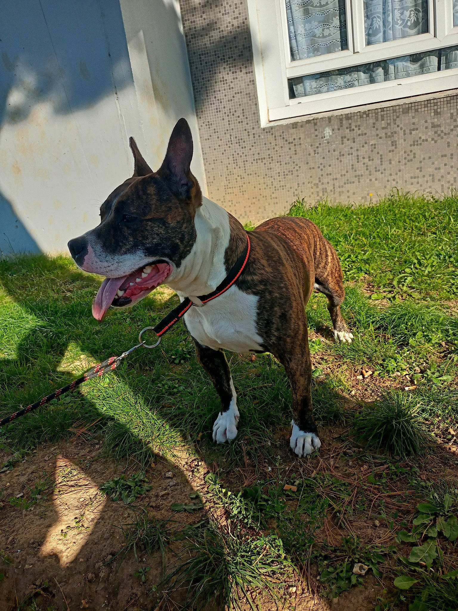 Django participe au concours pour gagner de l'argent avec cette photo : canidae, carnivore, collar, companion_dog, dog, dog_breed, dog_collar, dog_supply, fawn, grass, lawn, plant, sporting_group, tail, terrestrial_animal, whiskers, window, working_animal, working_dog, yard