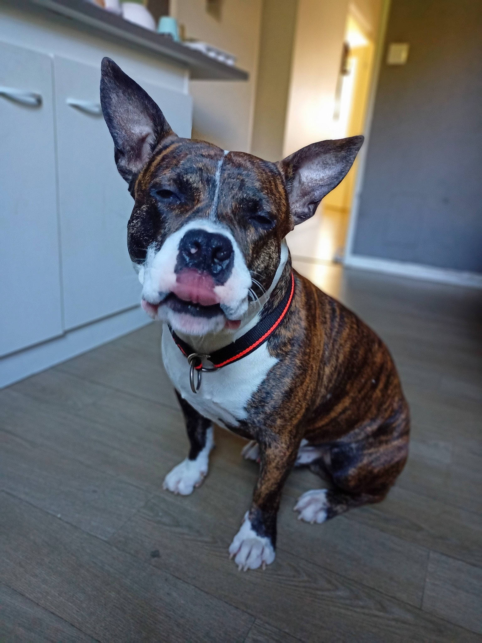 Django participe au concours pour gagner de l'argent avec cette photo : boston_terrier, carnivore, collar, companion_dog, dog, dog_breed, dog_collar, ear, eye, fawn, flooring, fur, head, leash, snout, sporting_group, tail, whiskers, window, working_animal
