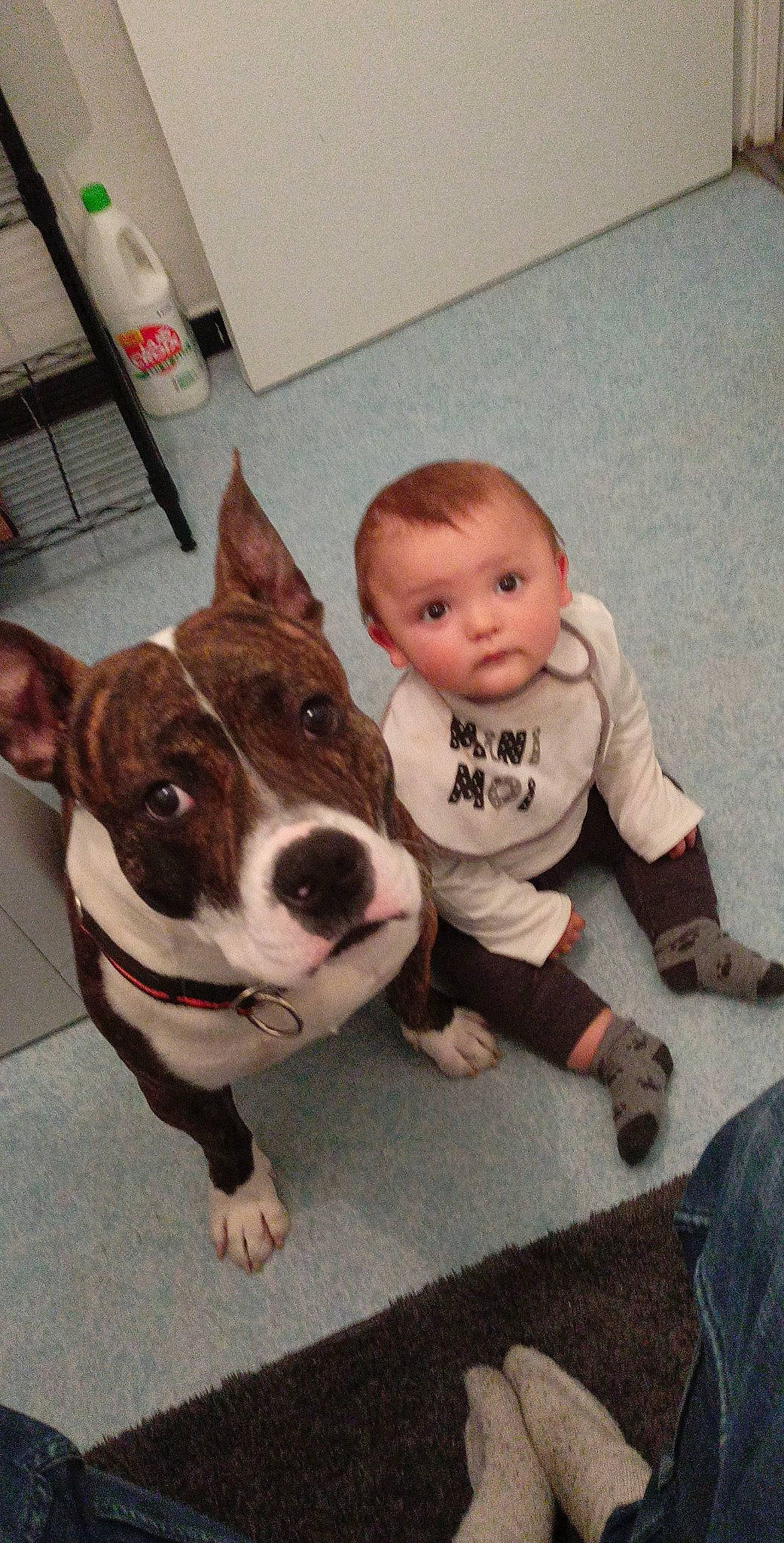 Django a rejoint le concours — aidez-le/la à gagner de superbes lots ! baby_toddler_clothing, carnivore, collar, companion_dog, dog, dog_breed, fawn, floor, flooring, fur, head, leg, mammal, sleeve, snout, sporting_group, t_shirt, toddler, whiskers, working_animal