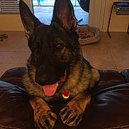 Jango is registered to the contest to win money with this photo: attentive, black, brown, collar, dog, dog_bed, ears, german_shepherd, indoor, leather_sofa, living_room, paws, pet, pet_tag, pool, portrait, tile_floor, tongue_out, toys, window