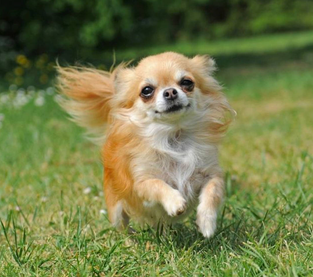 Little-man Price joined the competition — help win amazing prizes! canidae, carnivore, companion_dog, corgi_chihuahua, dog, dog_breed, fawn, fur, grass, puppy, snout, sporting_group, terrestrial_animal, toy_dog, whiskers