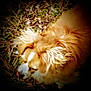 animal, background, blur, brown, canine, closeup, daylight, dog, field, fur, grass, mammal, nature, outdoor, pet, sniffing, tongue, vignette, white, wild