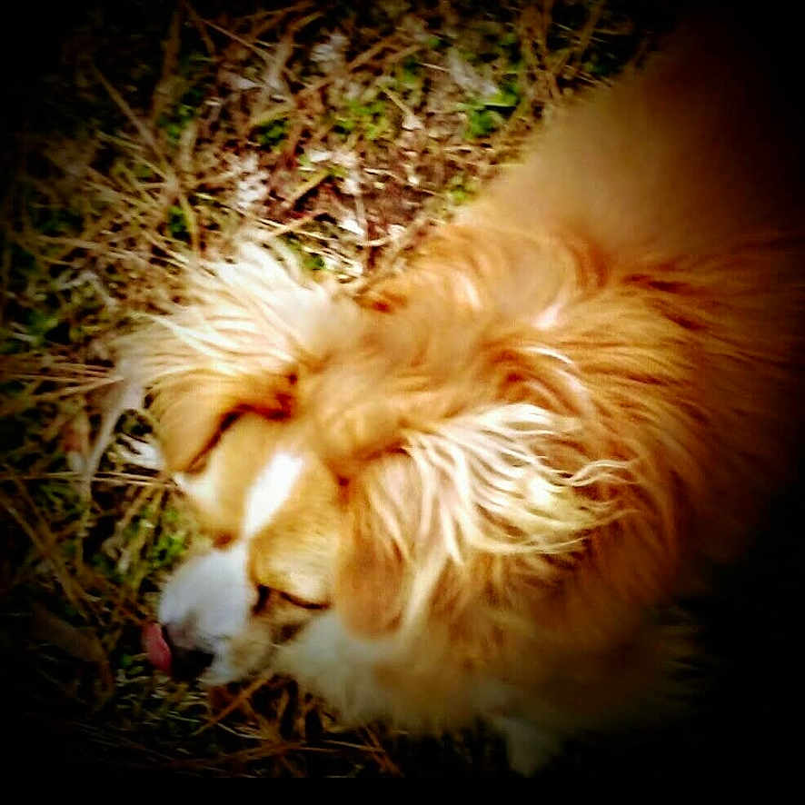 Jessica Price joined the competition — help win amazing prizes! animal, background, blur, brown, canine, closeup, daylight, dog, field, fur, grass, mammal, nature, outdoor, pet, sniffing, tongue, vignette, white, wild