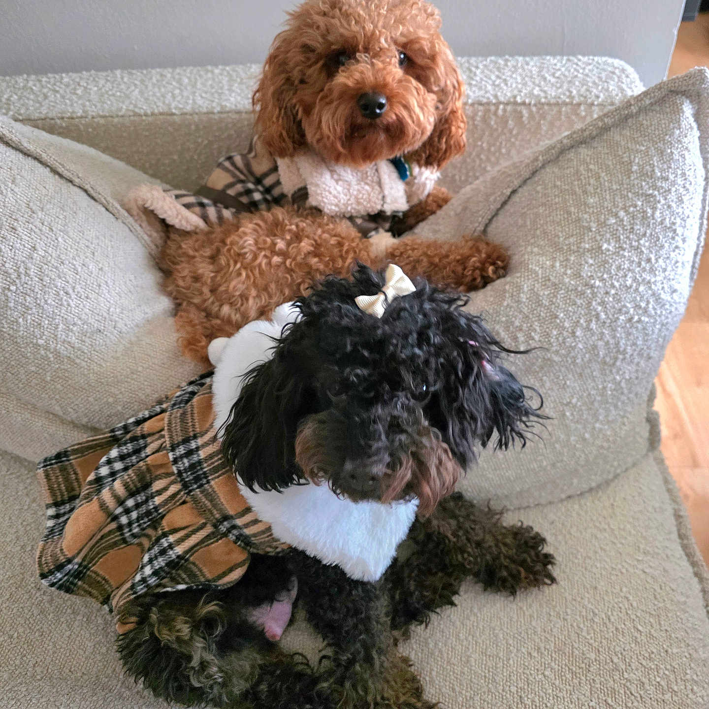 Louii And Gigi joined the competition — help win amazing prizes! animal, black_dog, bow, brown_dog, clothing, couch, cozy, curly_hair, cushion, cute, dog, fashion, fur, home, indoor, pet, plaid, portrait, relaxed, sitting