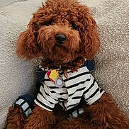 Louii is registered to the contest to win money with this photo: airedale, animal, architecture, canine, cockerspaniel, couch, cushion, dog, furniture, hardwood, homedecor, indoors, linen, pet, poodle, puppy, teddybear, terrier, toy, wood