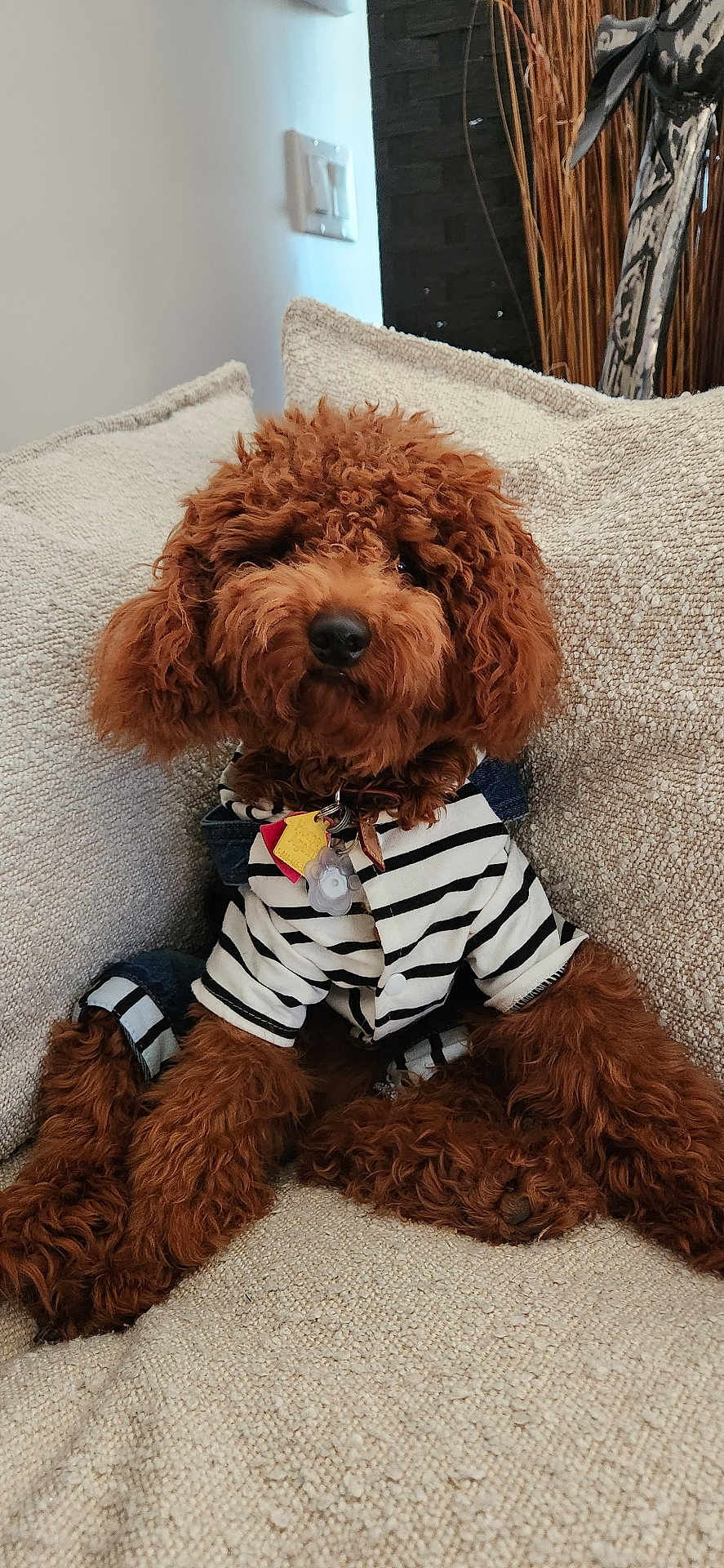 Louii is registered to the contest to win money with this photo: airedale, animal, architecture, canine, cockerspaniel, couch, cushion, dog, furniture, hardwood, homedecor, indoors, linen, pet, poodle, puppy, teddybear, terrier, toy, wood