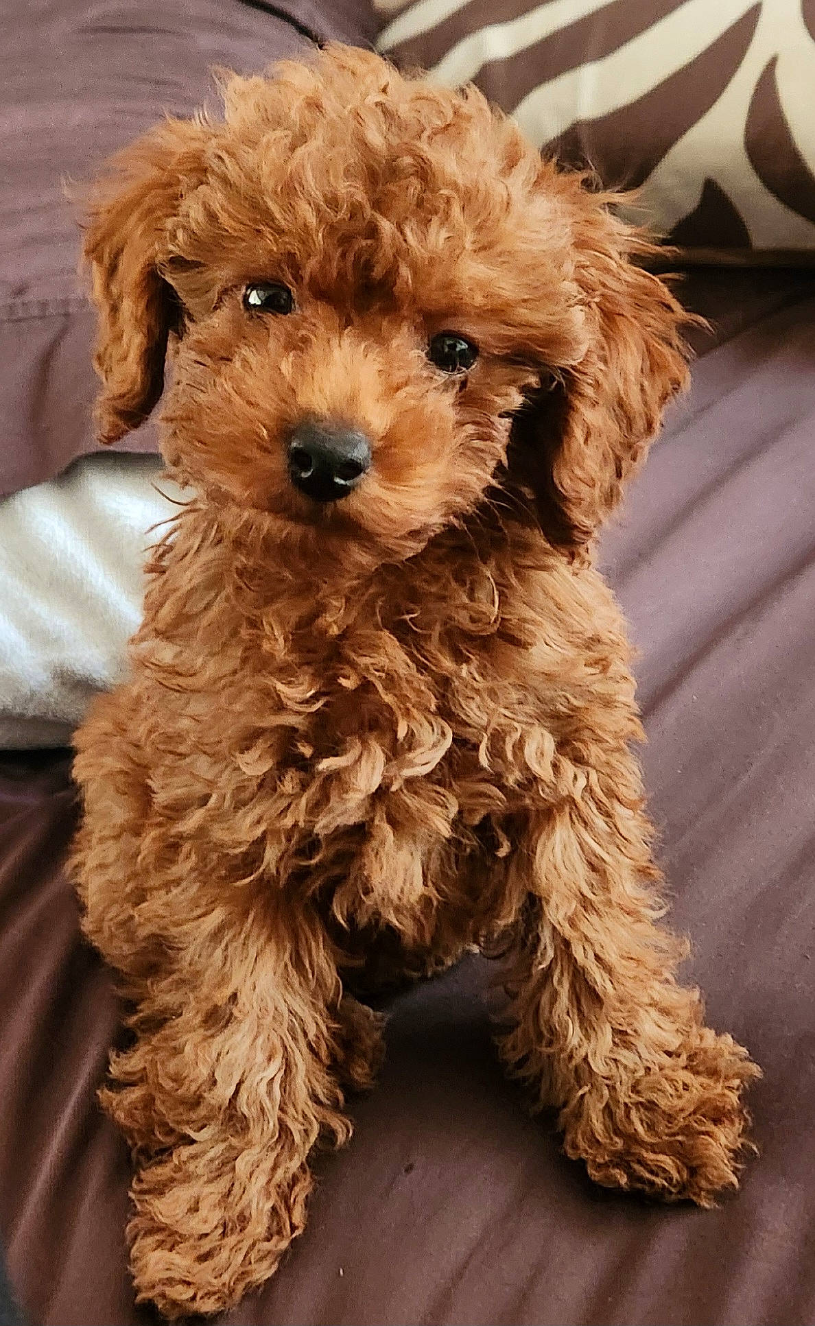 Louii joined the competition — help win amazing prizes! canidae, carnivore, companion_dog, dog, dog_breed, dog_collar, dog_supply, fur, maltepoo, pet_supply, poodle, puppy, small_terrier, snout, sporting_group, terrier, toy_dog, water_dog, working_animal, yorkipoo