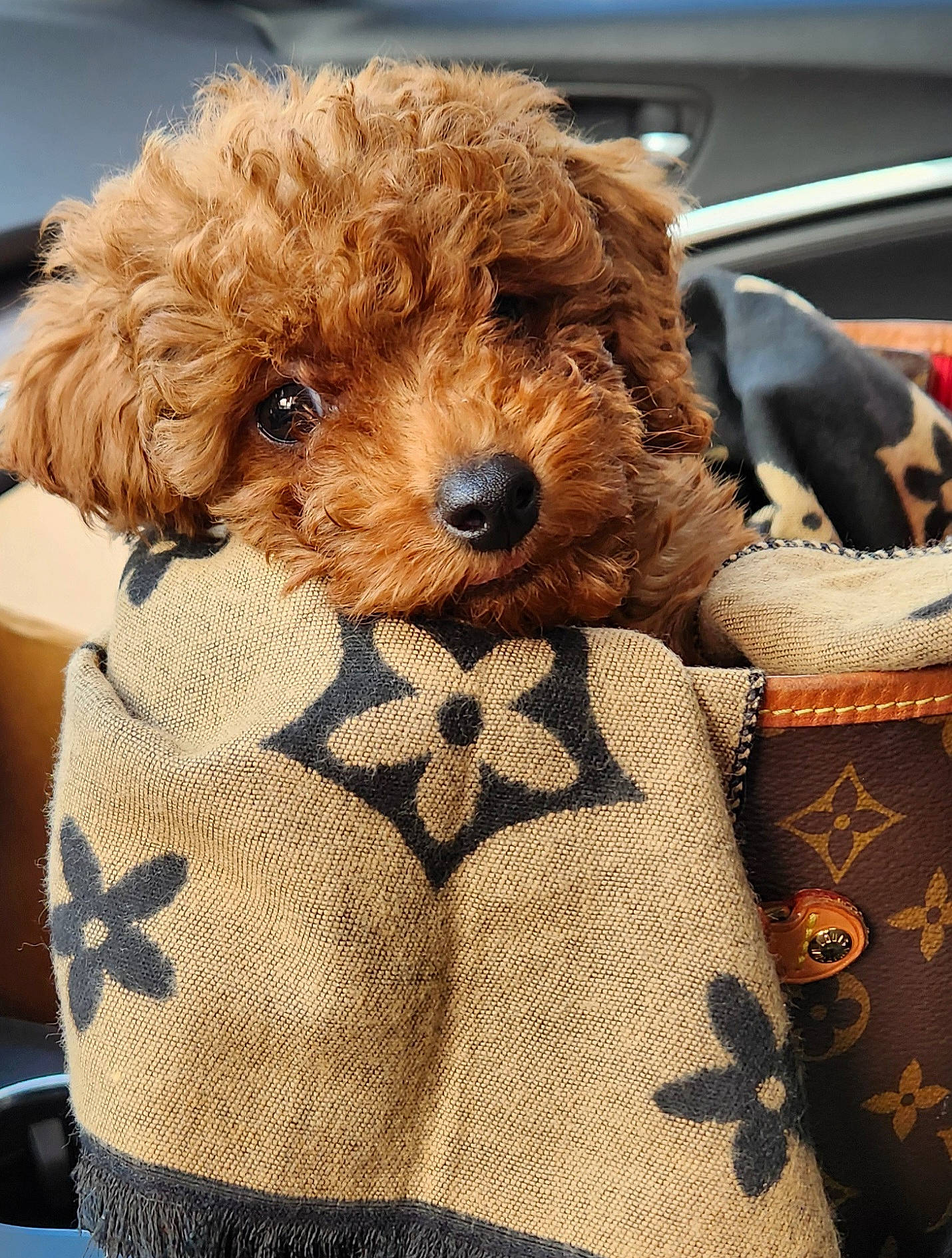 Louii joined the competition — help win amazing prizes! carnivore, companion_dog, dog, dog_breed, dog_clothes, dog_supply, fashion_accessory, fur, glasses, hat, pet_supply, snout, sporting_group, stuffed_toy, teddy_bear, terrier, textile, toy, toy_dog, working_animal