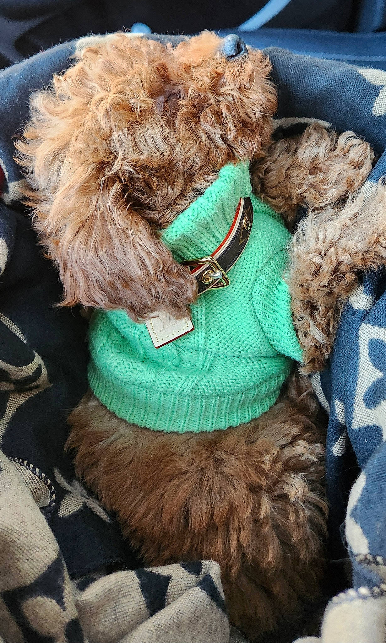 Louii is registered to the contest to win money with this photo: carnivore, collar, companion_dog, dog, dog_breed, dog_clothes, dog_collar, dog_supply, electric_blue, fashion_accessory, fawn, fur, leash, liver, natural_material, pet_supply, snout, sporting_group, sunglasses, working_animal