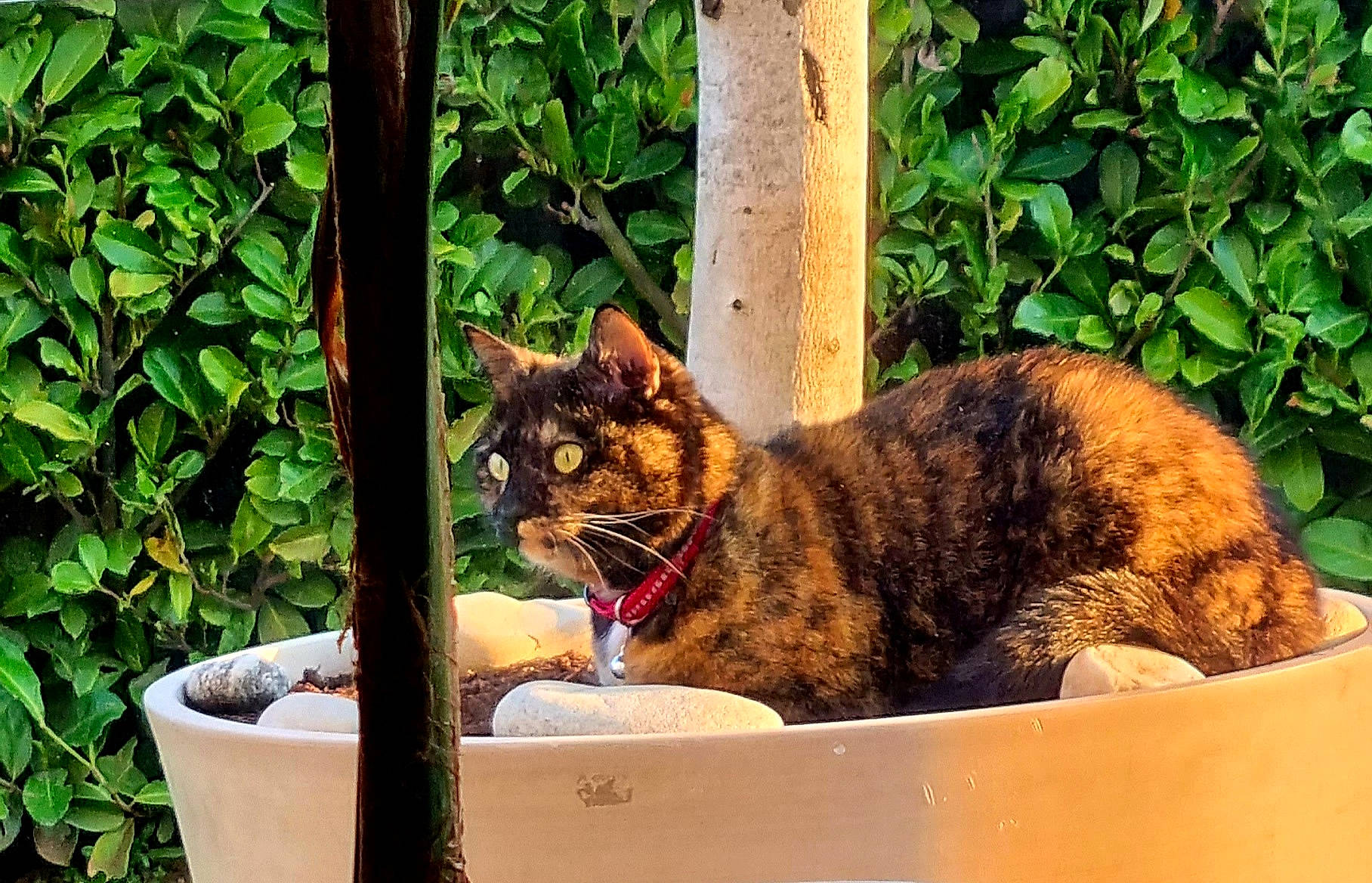 Nina participe au concours pour gagner de l'argent avec cette photo : carnivore, cat, domestic_short_haired_cat, fawn, felidae, flowerpot, fur, grass, groundcover, houseplant, pet_supply, plant, shipping_box, small_to_medium_sized_cats, snout, tail, terrestrial_animal, whiskers, window, wood