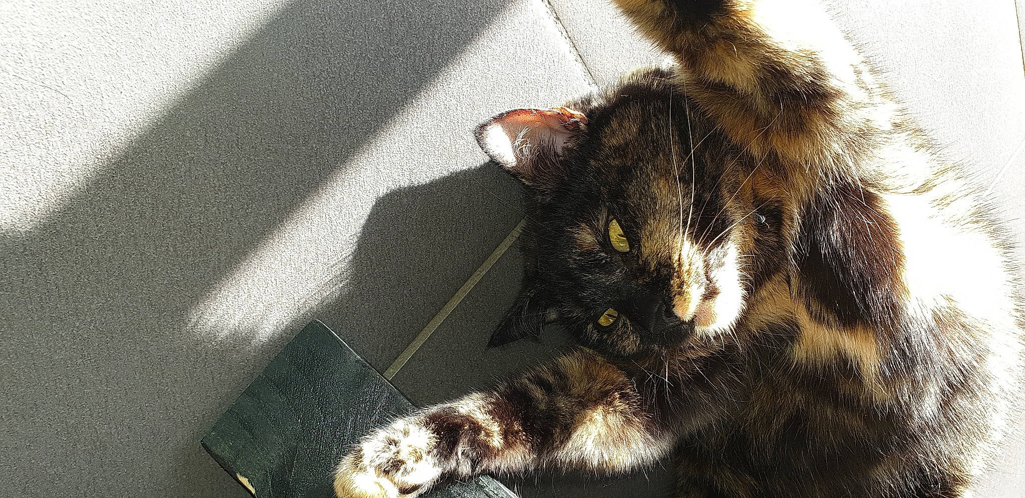 Nina participe au concours pour gagner de l'argent avec cette photo : carnivore, cat, felidae, fur, shadow, small_to_medium_sized_cats, snout, terrestrial_animal, vertebrate, whiskers