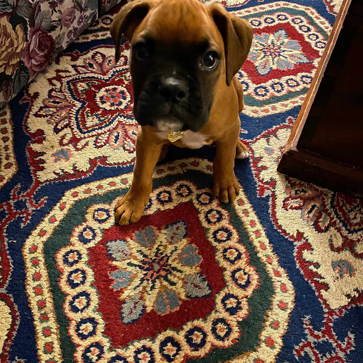 Buddy is registered to the contest to win money with this photo: accessories, animal, art, boxer, bulldog, canine, clothing, dog, footwear, frenchbulldog, homedecor, indoors, interiordesign, ornament, pet, pitbull, puppy, rug, shoe, tapestry