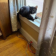 Miss Kitty joined the competition — help win amazing prizes! cat, windowsill, curtain, wooden_floor, indoor, black_and_white_cat, window, electric_outlet, cords, relaxed, pet, feline, domestic_cat, sunlight, house, resting, animal, window_screen, furniture, home_interior
