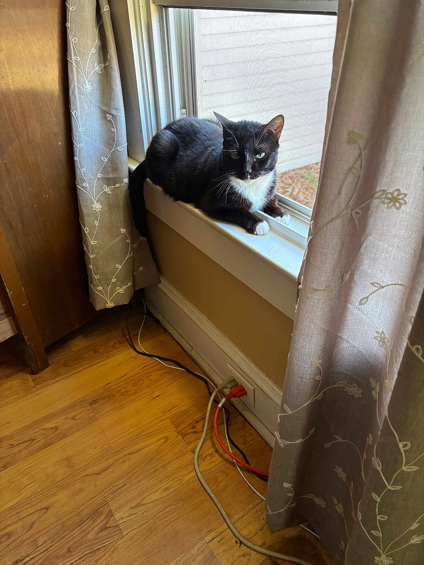 Miss Kitty joined the competition — help win amazing prizes! cat, windowsill, curtain, wooden_floor, indoor, black_and_white_cat, window, electric_outlet, cords, relaxed, pet, feline, domestic_cat, sunlight, house, resting, animal, window_screen, furniture, home_interior