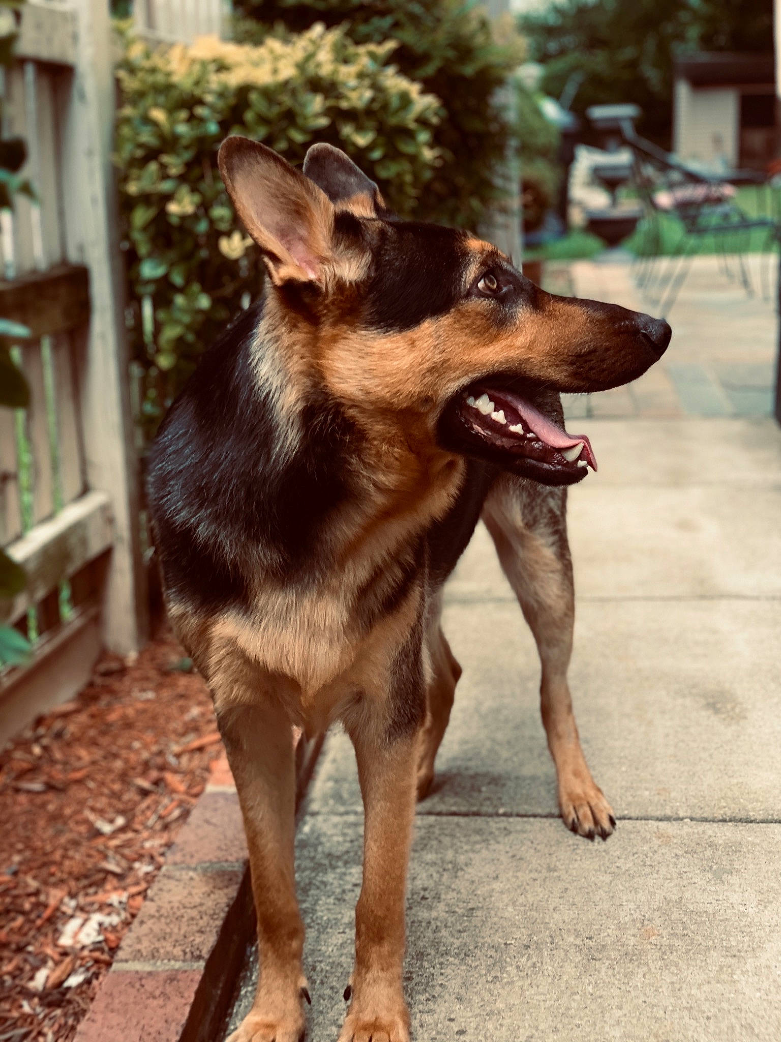 Bruco is registered to the contest to win money with this photo: australian_kelpie, canidae, carnivore, dog, dog_breed, east_european_shepherd, fawn, german_shepherd_dog, king_shepherd, kunming_wolfdog, mammal, police_dog, rare_breed_dog, snout, street_dog, vertebrate, working_dog