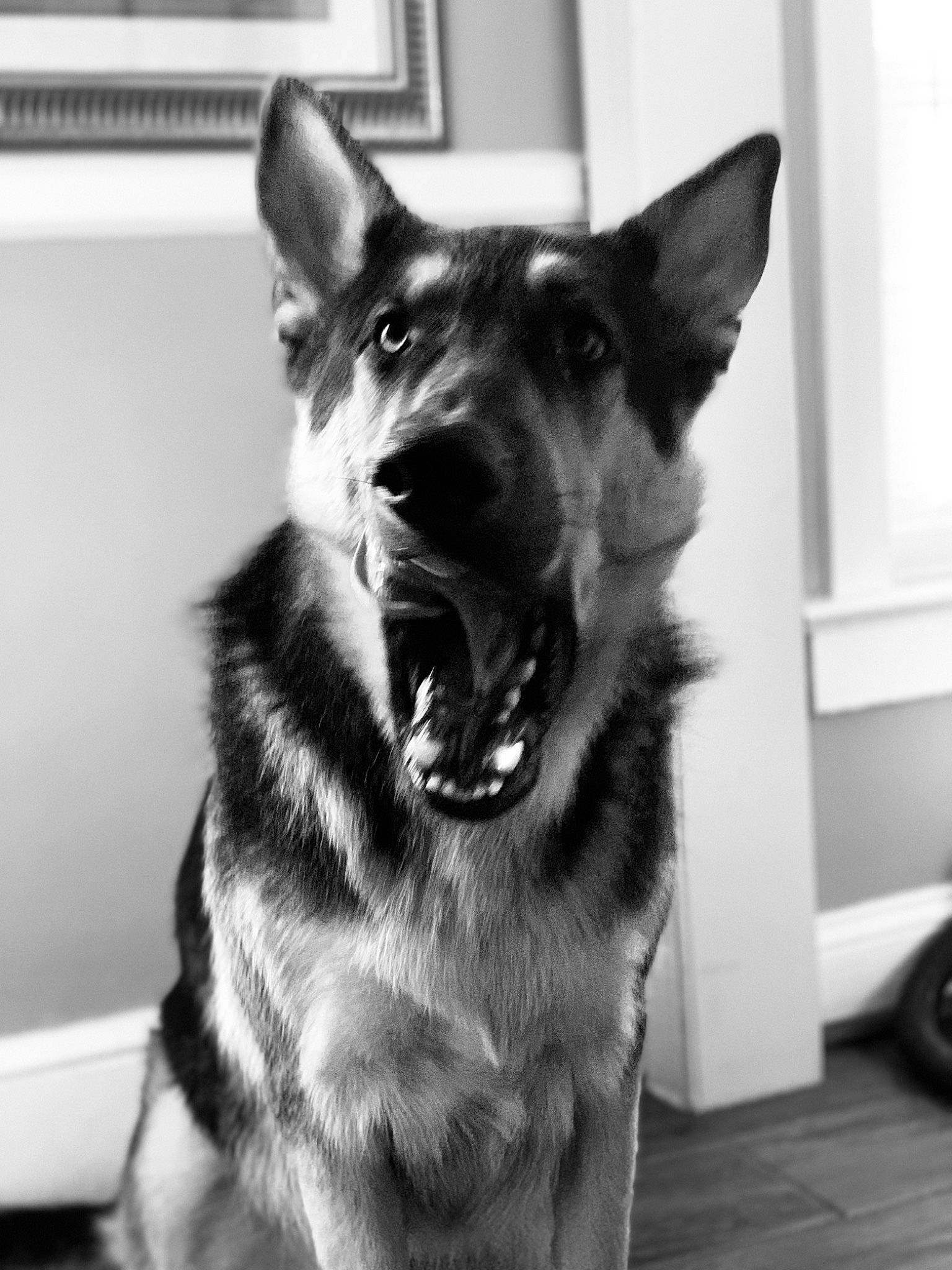 Bruco joined the competition — help win amazing prizes! black_and_white, canidae, carnivore, dog, dog_breed, ear, east_european_shepherd, eye, german_shepherd_dog, king_shepherd, kunming_wolfdog, mammal, norwegian_elkhound, nose, old_german_shepherd_dog, police_dog, shiloh_shepherd_dog, snout, vertebrate, working_dog