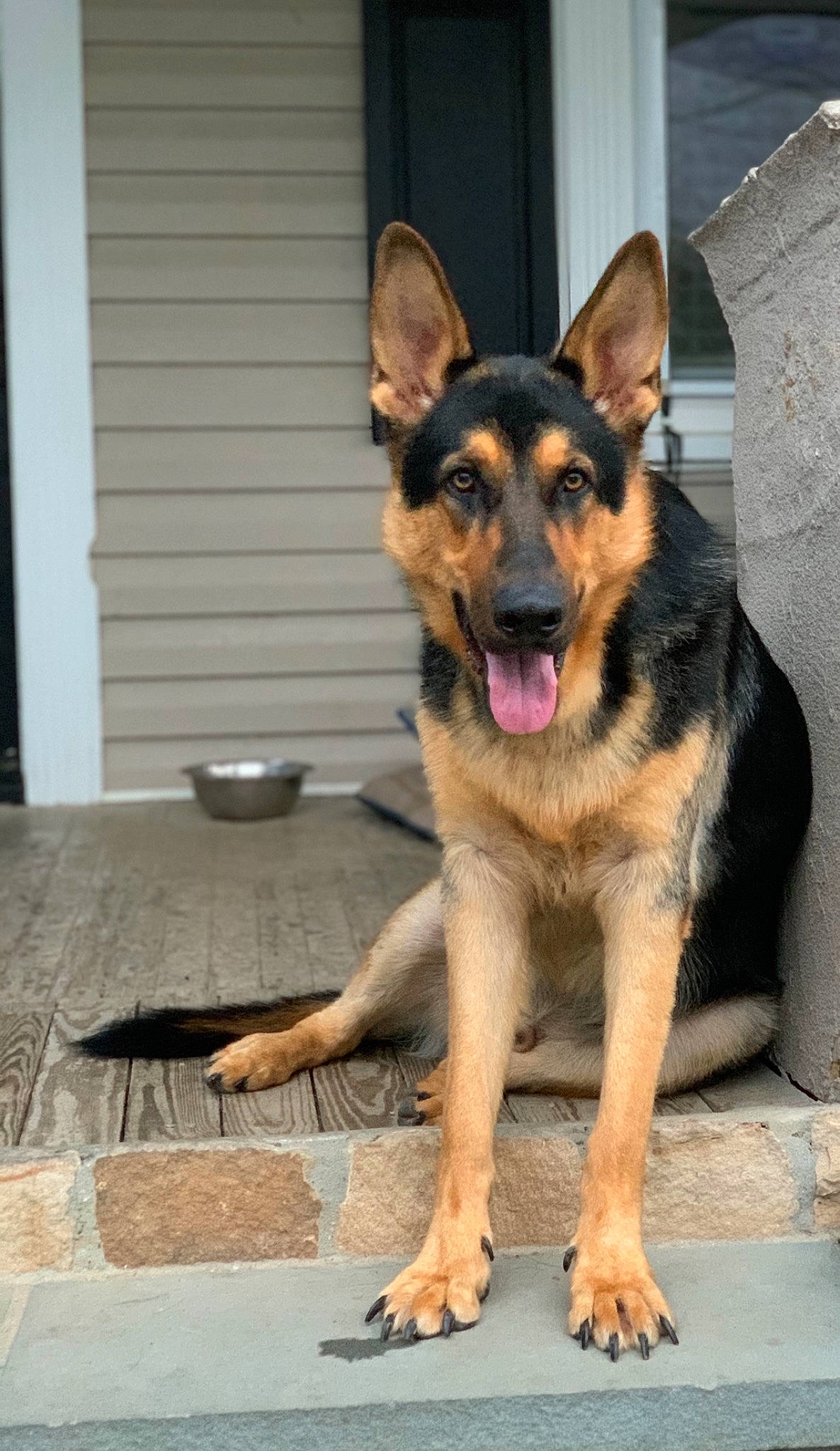 Bruco joined the competition — help win amazing prizes! bohemian_shepherd, canidae, carnivore, dog, dog_breed, east_european_shepherd, fawn, german_shepherd_dog, king_shepherd, kunming_wolfdog, mammal, old_german_shepherd_dog, police_dog, rare_breed_dog, shiloh_shepherd_dog, snout, vertebrate, wolfdog, working_dog