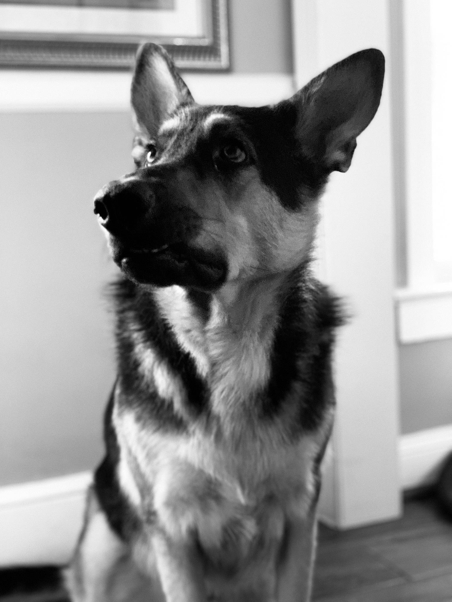 Bruco joined the competition — help win amazing prizes! black_and_white, canidae, carnivore, dog, dog_breed, ear, east_european_shepherd, german_shepherd_dog, jamthund, king_shepherd, kunming_wolfdog, mammal, norwegian_elkhound, old_german_shepherd_dog, police_dog, rare_breed_dog, shiloh_shepherd_dog, snout, vertebrate, working_dog