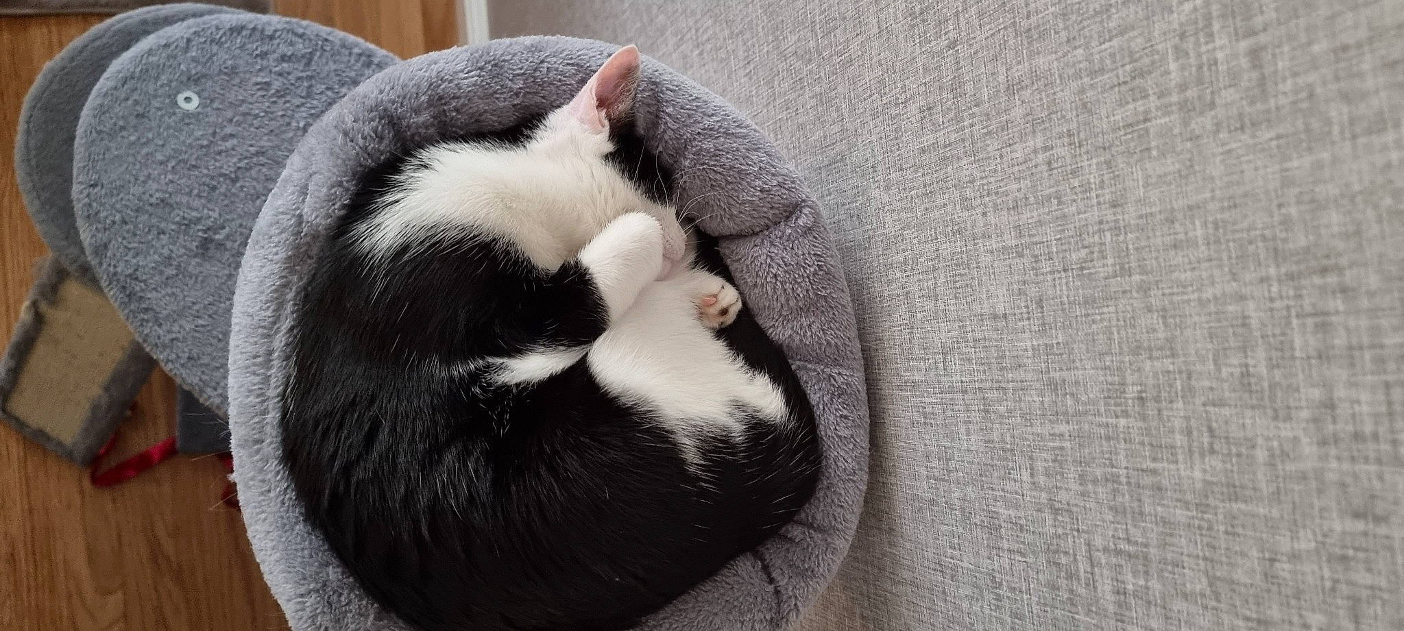 Josie joined the competition — help win amazing prizes! bored, carnivore, cat, cat_bed, cat_supply, claw, comfort, domestic_short_haired_cat, felidae, fur, grey, monochrome_photography, nap, paw, sleep, small_to_medium_sized_cats, snout, tail, terrestrial_animal, whiskers