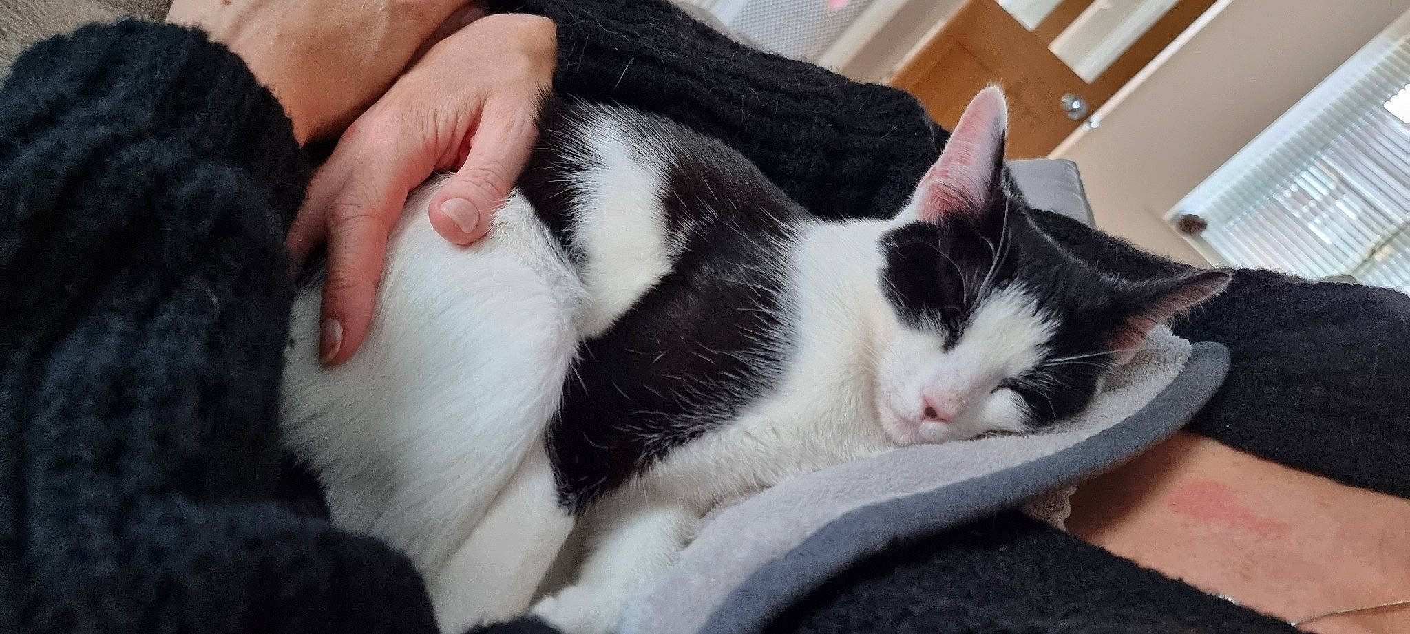 Josie is registered to the contest to win money with this photo: carnivore, cat, comfort, domestic_short_haired_cat, felidae, fur, gesture, mammal, nap, paw, sitting, small_to_medium_sized_cats, snout, tail, vertebrate, whiskers, window