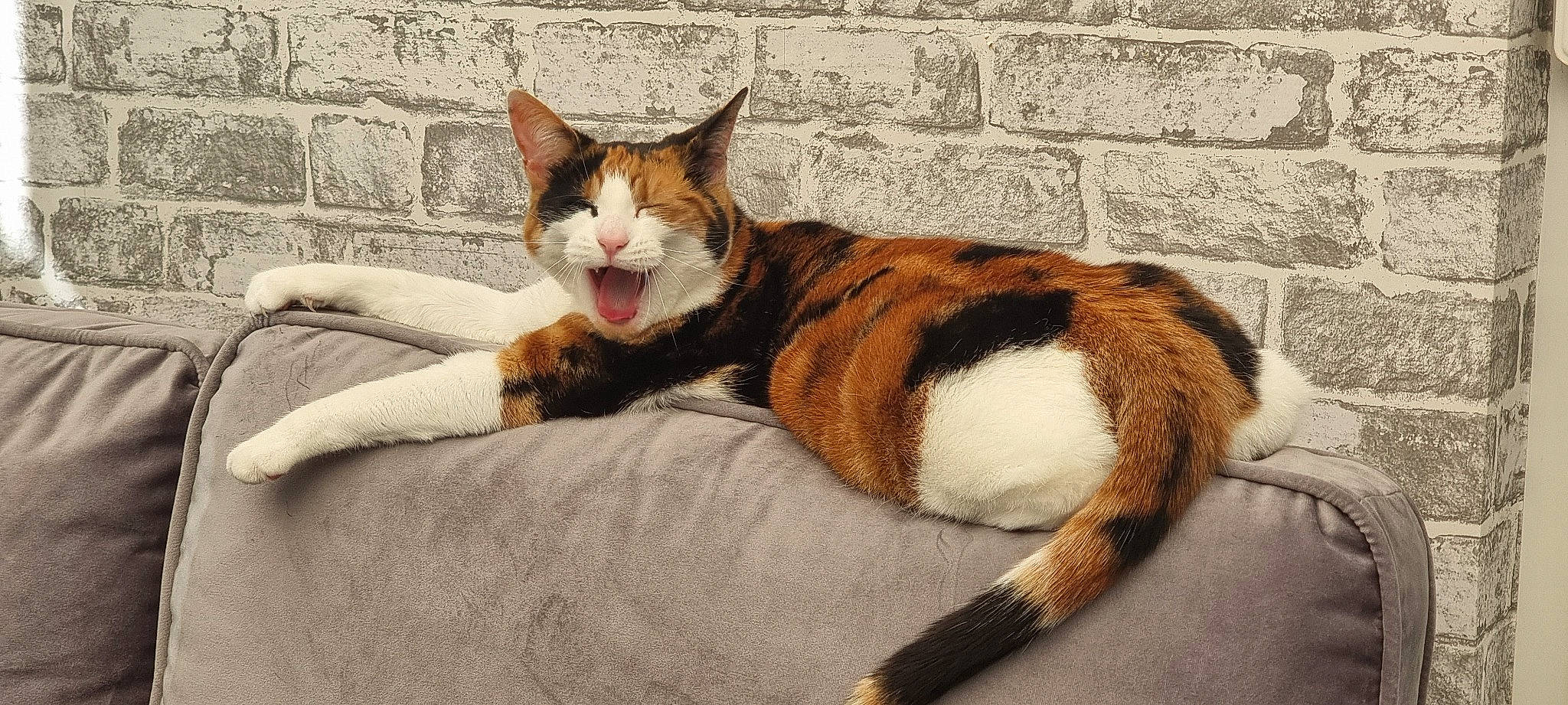 Lola joined the competition — help win amazing prizes! art, brick, brickwork, carnivore, cat, claw, comfort, domestic_short_haired_cat, felidae, fur, paw, sitting, small_to_medium_sized_cats, snout, tail, terrestrial_animal, tree, whiskers, window, wood