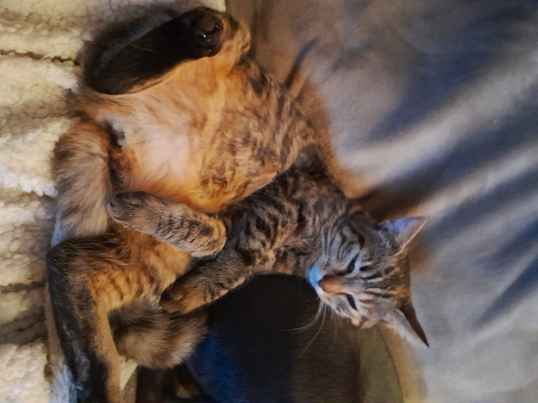 Broussaille participe au concours pour gagner de l'argent avec cette photo : carnivore, cat, claw, close_up, domestic_short_haired_cat, fawn, felidae, fur, paw, small_to_medium_sized_cats, snout, tail, terrestrial_animal, whiskers, wildlife, wood