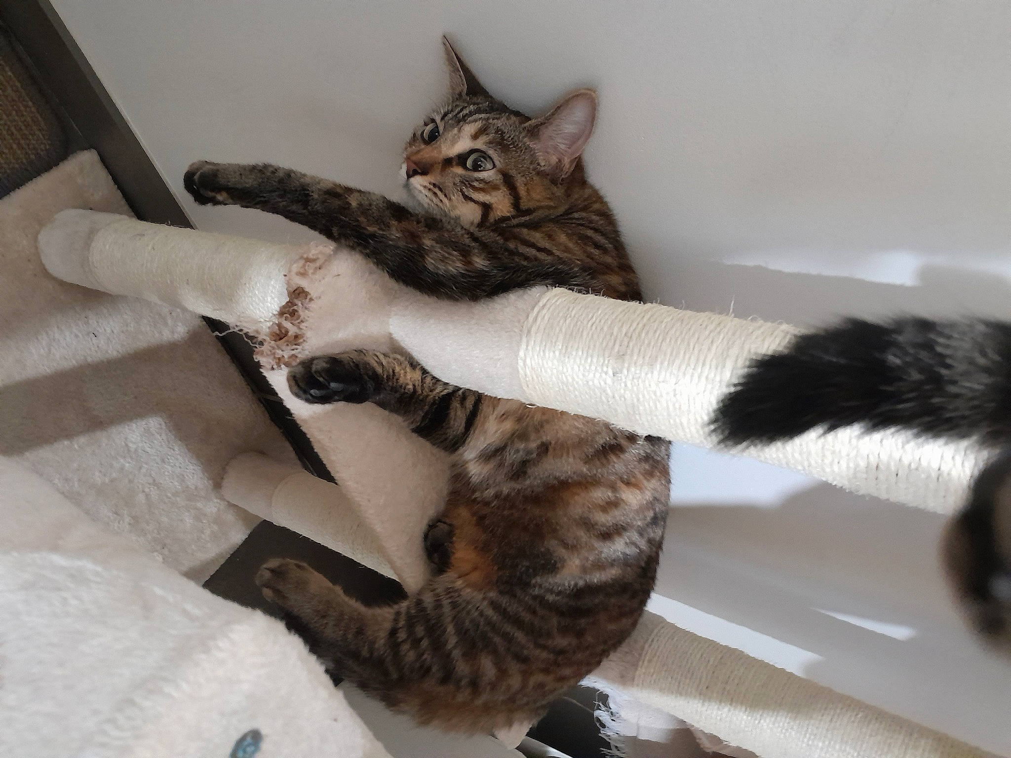 Broussaille participe au concours pour gagner de l'argent avec cette photo : bed, bedding, carnivore, cat, claw, comfort, couch, domestic_short_haired_cat, felidae, fur, gesture, human_leg, linens, pattern, paw, room, small_to_medium_sized_cats, tail, thigh, whiskers